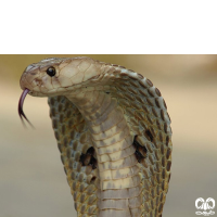 خانواده مارهای الاپیده‌ Elapidae